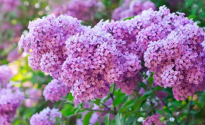 🌟 The Legend of the Lilac – The Flower with the Scent of Heaven! 🌟