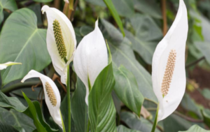The Lily – The Flower That Brings Peace! Simple Trick to Make It Bloom for Years!