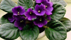 🌟 Remember These Indoor Plants – They Bring Happiness and Love to Your Family! 🌟