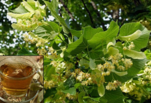 Linden Tea (Ceai de Tei) – The Natural, Aromatic, Sweet & Soothing Remedy!