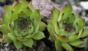 This Plant Saves You from Allergies and Skin Problems!