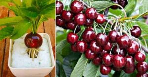 How to Grow a Cherry Tree Quickly: You Will Have Very Juicy Fruits