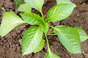 How to Plant Peppers in the Ground: The Nutritious Mixture to Put in the Hole So Seedlings Take Root Faster and Grow Quickly