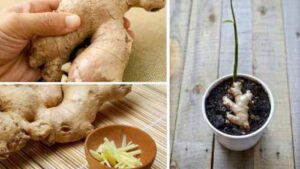🌟 How to Grow an Infinite Amount of Ginger at Home! 🌟