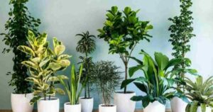 11 Plants That Improve and Purify the Air in Our Homes