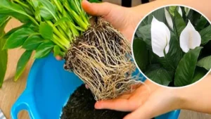 How to Grow Spathiphyllum (Peace Lily) at Home and How to Care for It