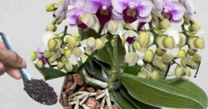 With This Mixture, Countless Orchids Will Grow in Just a Few Weeks