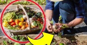 Fruits and Vegetables: Don’t Forget to Plant Them in May – They Add So Much Flavor to Your Cooking!