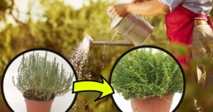 Thyme: If You Water It Like This, It Dries Out! The Gardener’s Trick to Make It Strong and Beautifully Lush