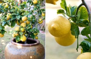 How to Grow a Lemon Tree at Home in 7 Easy Steps!