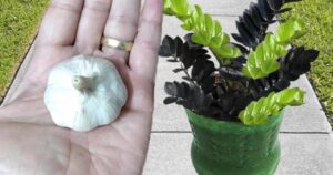Amazing What Happens If You Put Garlic on Plants: Here’s the Result
