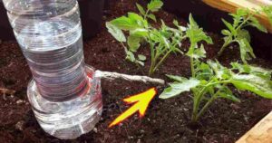 With This Method, Watering Plants During Your Vacation Will No Longer Be a Problem