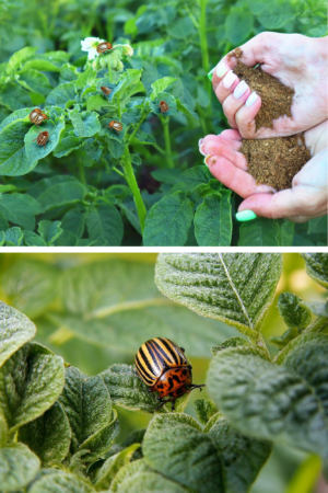 How to Get Rid of Colorado Potato Beetles Without Chemicals: Effective and Natural Solutions for Your Garden