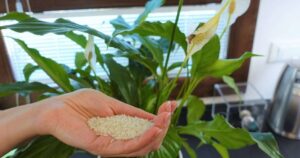 Calla Lily: Add This to the Plant and You’ll Save a Lot of Money