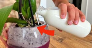 Orchids: If You Water Them with This Ingredient, They Will Bloom 10 Times More