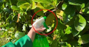 Eliminate Plant Pests in Just a Few Seconds: Just Spray Them With This