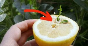 How to Germinate Lemon Seeds: The Foolproof Nurseryman’s Trick Revealed