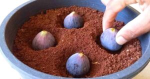 Plant 4 Figs in a Pot Filled with Soil: You Won’t Believe What Happens Shortly After