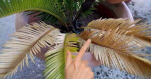 How to Treat Yellow Leaves on Cycas? Here’s the Solution Used by Nurserymen