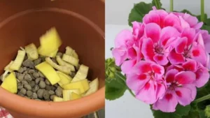 Pour This on Your Geraniums to Make Them Bloom Quickly: The Natural Trick for a Lush Flowering