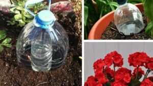 The Perfect Method for Watering Plants During Vacations – For Gardens and Potted Plants