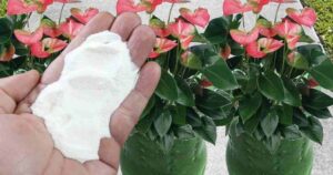 With Just One Spoonful of This Ingredient, You Will Make Your Plants Explode with Flowers