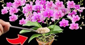 Orchids: How to Make 100 Flowers Bloom at the Same Time – It Has Never Been Like This