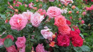 The Secret to Propagating Rose Cuttings at Zero Cost: The Complete Guide
