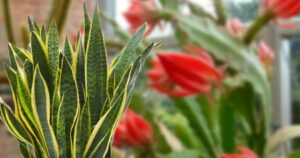 Snake Plant (Langue de Belle-Mère): Place It Here — The Ideal Spot for It to Thrive and Last a Long Time