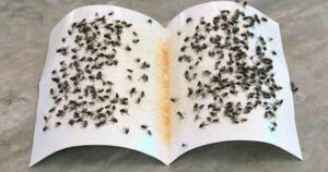Prepare This Deadly Fly Trap With 50 Cents: You Can Make All the Flies Disappear