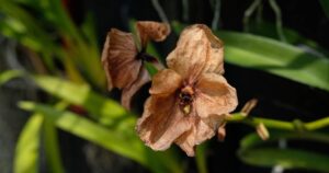 If You Suddenly Find Withered Orchid Flowers, Here’s the Reason