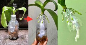 Do This and You’ll Never Have to Worry About Reviving a Rootless Orchid Again