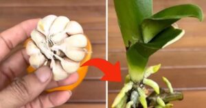 Orchid: Only with This Trick Do Nurseries Manage to Keep It Alive for Many Years