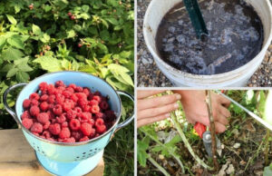 10 Proven Tips to Help Gardeners Harvest Buckets of Raspberries