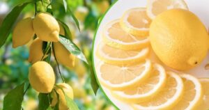 Beautiful and Juicy Lemons at Home: All the Tips for Creating a Strong Plant
