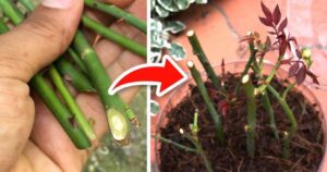 Roses: How to Plant Them Without Roots — The 100% Functional Method Revealed