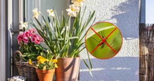 7 Fragrant and Beautiful Plants to Keep on the Balcony: They Repel Flies and Mosquitoes