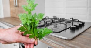 Parsley – With the Twig Method, You Will Have an Inexhaustible Supply That Lasts for Years