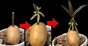 Orchids: How to Propagate Them Infinitely with a Potato – Gardeners Teach Us