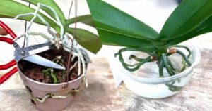 Rejuvenate Your Orchid with This Method Loved by Nurserymen: It Will Last You a Lifetime