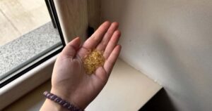 The Foolproof Rice Trick to Keep Ants Away from Your Home in Just a Few Minutes