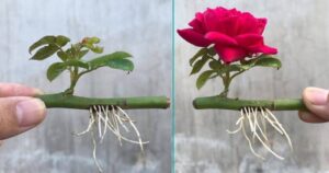 How to Propagate Roses with a Glass of Water: They Will Bloom in Just a Few Days