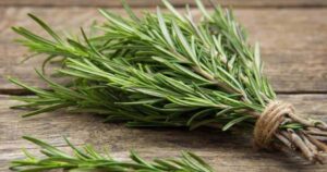 Rosemary: With the Sprig Trick, You Can Multiply It Infinitely Without Cost