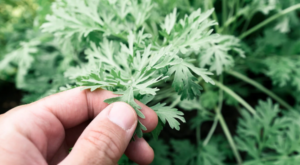 Wormwood Cleans the Liver and Restores Vigor to the Entire Organism: An Extraordinary Remedy for Stomach Diseases, Parasites, or Intestinal Worms