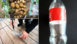 Easy and Cheap Way to Grow Potatoes in a Bag – Bountiful Harvest at Home