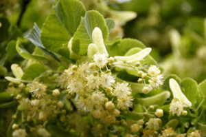 Linden Flower Lemonade – A Refreshing, Aromatic Drink Ideal for Summer Days