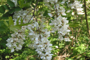 Acacia Leaf – The Hidden Gift of Nature, Good for Diarrhea, Menstrual Pain, and Bloating
