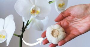 Orchids: If You Water Them with This Ingredient, They Will Bloom 10 Times More
