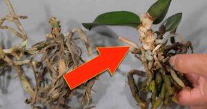 You Will Never Throw Away Old Orchids Again After Seeing This Trick